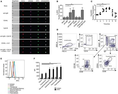 B Cell-Intrinsic Role for IRF5 in TLR9/BCR-Induced Human B Cell Activation, Proliferation, and Plasmablast Differentiation
